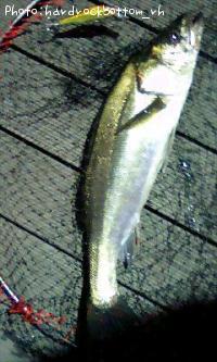 �����Х�