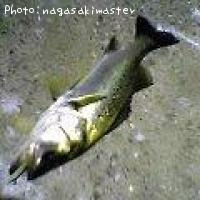 ¥¿¥¤¥ê¥¯¥»¥¤¥´