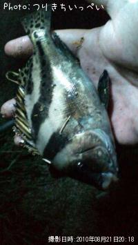 ¤ï¤«¤ê¤Þ¤»¤ó