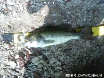 ¥Ö¥é¥Ã¥¯¥Ð¥¹