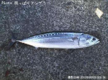 ¥½¥¦¥À¥¬¥Ä¥ª