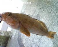 �����ʥ�