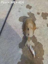 �����ꥤ��