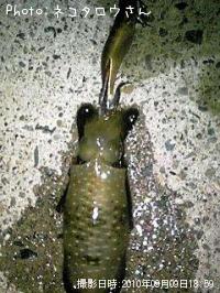 ¥¢¥ª¥ê¥¤¥«