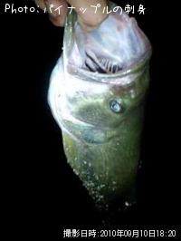 �֥�å��Х�