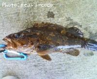 �٥å�������