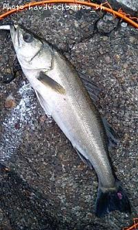 �����Х�