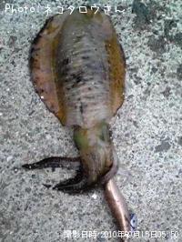 ¥¢¥ª¥ê¥¤¥«