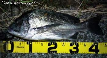 ¥¯¥í¥À¥¤¡Ê¥Á¥Ì¡Ë