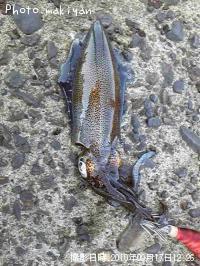 ¥¢¥ª¥ê¥¤¥«