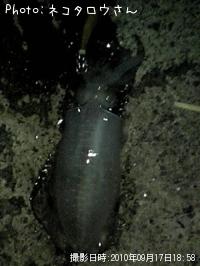 �����ꥤ��