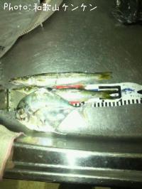 カマス、イトヒキ