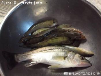 �ϥ���������