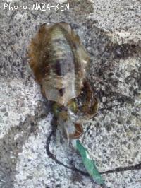 ¥¢¥ª¥ê¥¤¥«