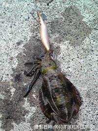 �����ꥤ��