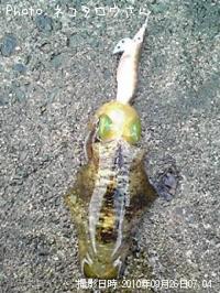 �����ꥤ��