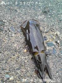 �����ꥤ��