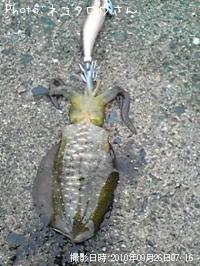 �����ꥤ��