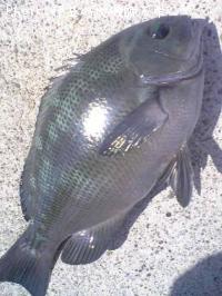 ¸ýÂÀ¥á¥¸¥Ê