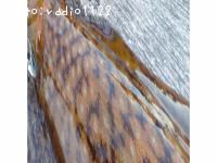 �����ꥤ��