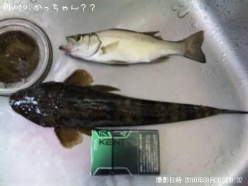 ¥³¥Á¡¡¥»¥¤¥´