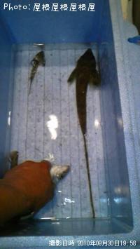 メガメゴチ(笑)