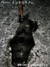 ¥¢¥ª¥ê¥¤¥«