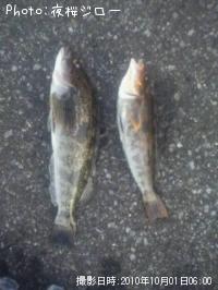 �����ʥ�