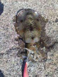 �����ꥤ��