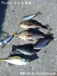 �������᥸�ʡ���Х���