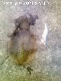 �����ꥤ��