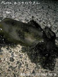 �����ꥤ��