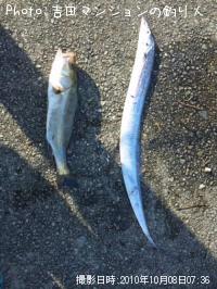 �����Х��������