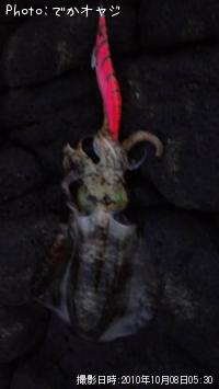 �����ꥤ��