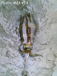 �����ꥤ��