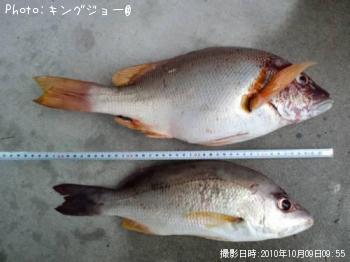 ���Ƥ�ե��ե������ʥ��֥�����