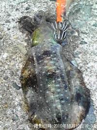 ¥¢¥ª¥ê¥¤¥«