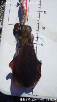 ¥¢¥ª¥ê¥¤¥«