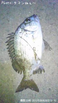 チン、ミミジャー