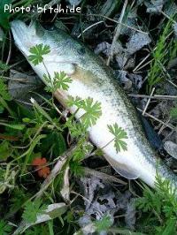 ¥Ö¥é¥Ã¥¯¥Ð¥¹