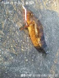 �����ʥ�