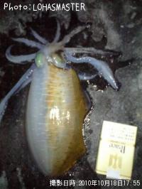 ¥¢¥ª¥ê¥¤¥«