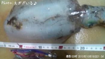 ¥¢¥ª¥ê¥¤¥«