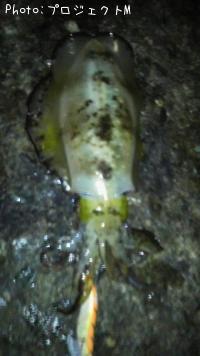 �����ꥤ��