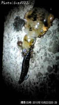 �����ꥤ��