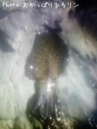 �����ꥤ��