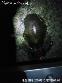 �����ꥤ��