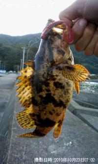 �٥å�������