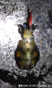 ¥¢¥ª¥ê¥¤¥«