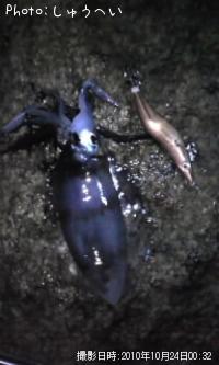 ¥¢¥ª¥ê¥¤¥«